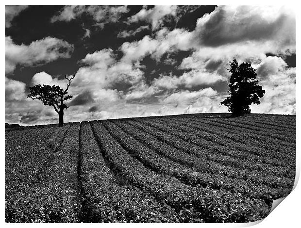 Isolated tree in field with moody sky Print by Paul Macro