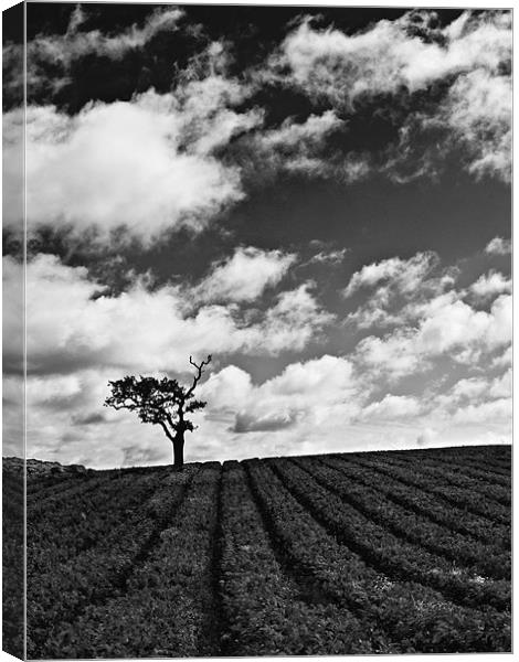 Isolated tree in field with moody sky Canvas Print by Paul Macro