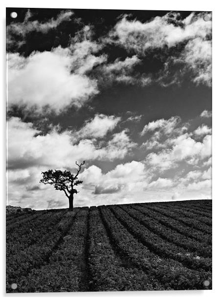 Isolated tree in field with moody sky Acrylic by Paul Macro