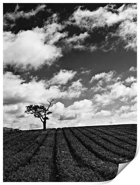Isolated tree in field with moody sky Print by Paul Macro