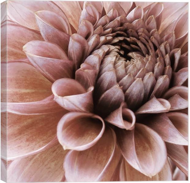 vintage faded pink dahlia Canvas Print by Heather Newton