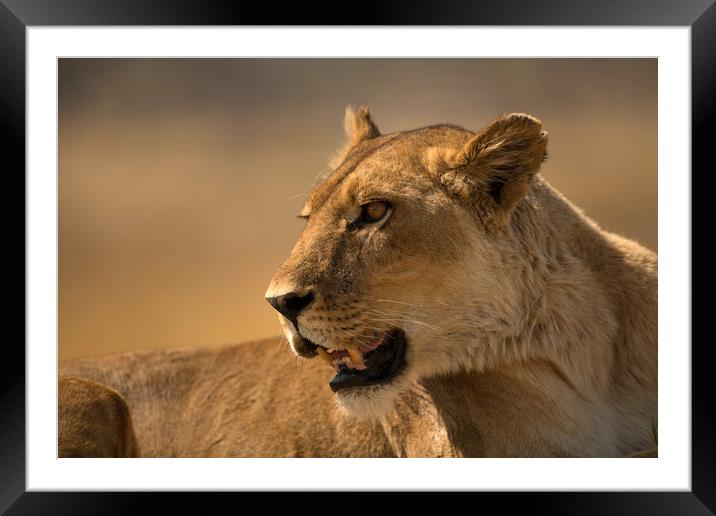 Lioness Botswana  Framed Mounted Print by Paul Fine