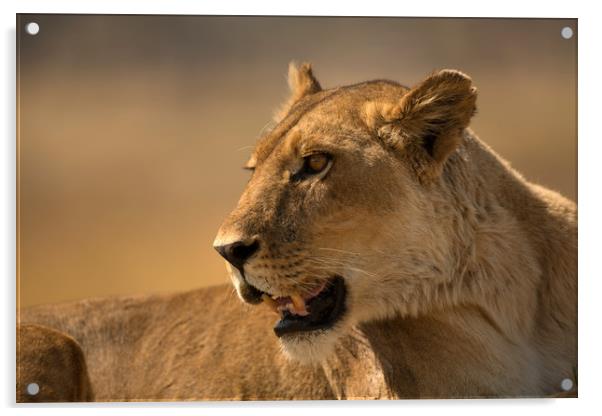 Lioness Botswana  Acrylic by Paul Fine