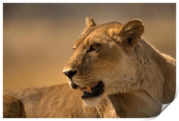 Lioness Botswana  Print by Paul Fine