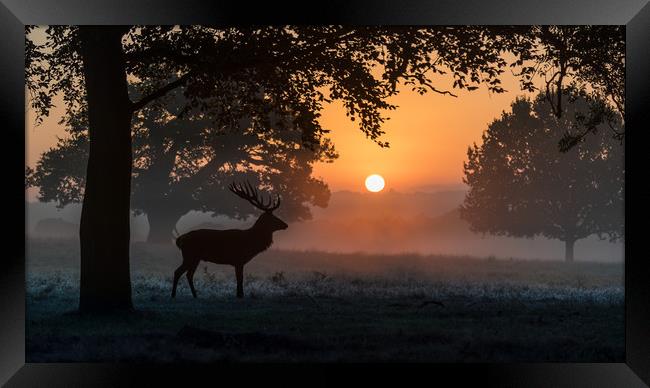 To start another day Framed Print by Philip Male
