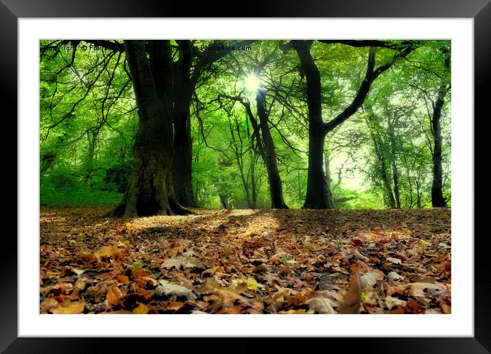 Sunlight forest Framed Mounted Print by Derrick Fox Lomax