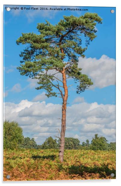 Scots Pine Tree Acrylic by Paul Fleet