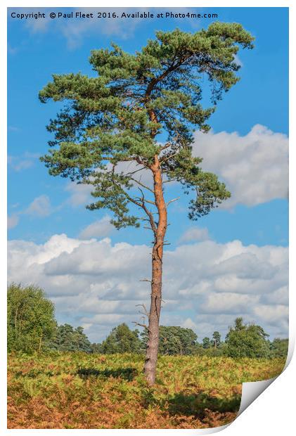 Scots Pine Tree Print by Paul Fleet