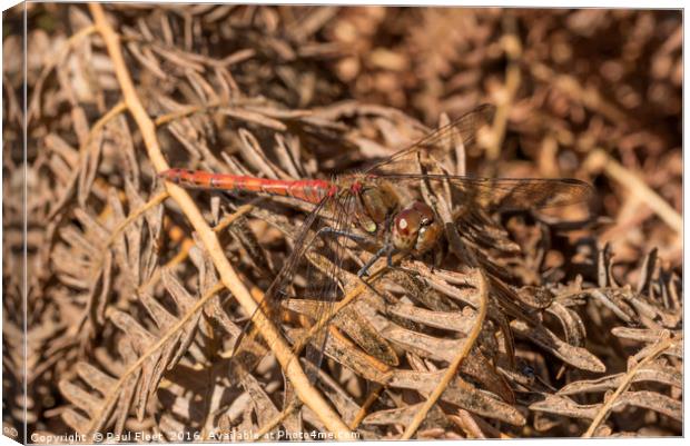 Male Common Darter Dragonfly Canvas Print by Paul Fleet