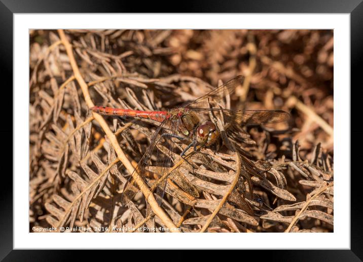 Male Common Darter Dragonfly Framed Mounted Print by Paul Fleet