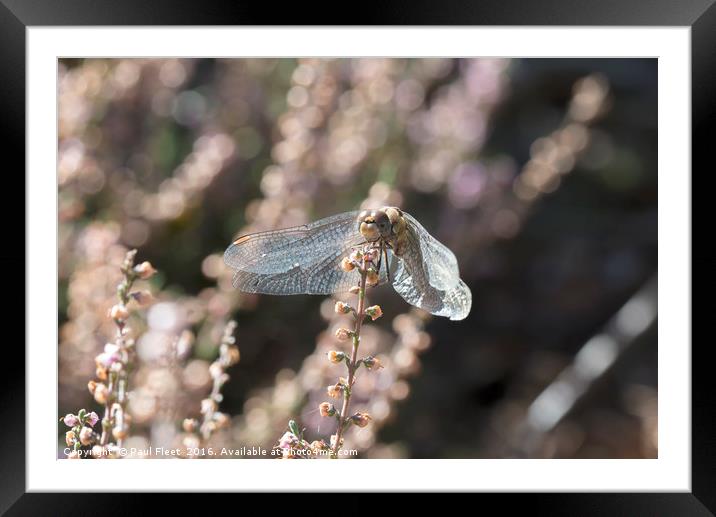Common Darter Dragonfly Framed Mounted Print by Paul Fleet