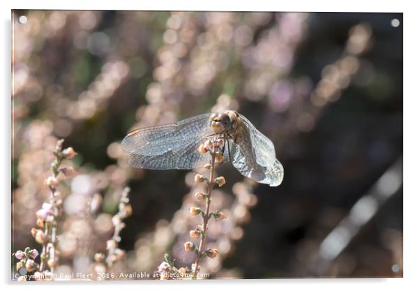 Common Darter Dragonfly Acrylic by Paul Fleet