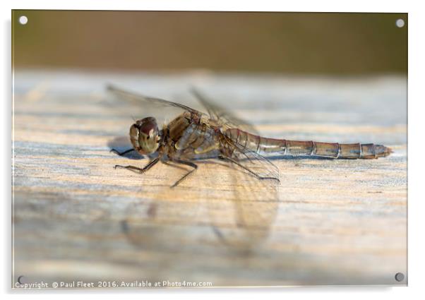 Female Common Darter Dragonfly Acrylic by Paul Fleet