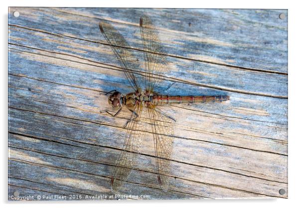 Dragonfly Female Common Darter  Acrylic by Paul Fleet