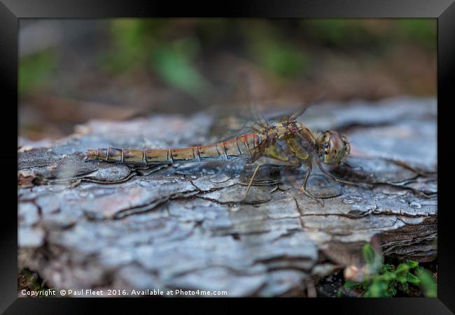 Resting Common Darter Dragonfly Framed Print by Paul Fleet