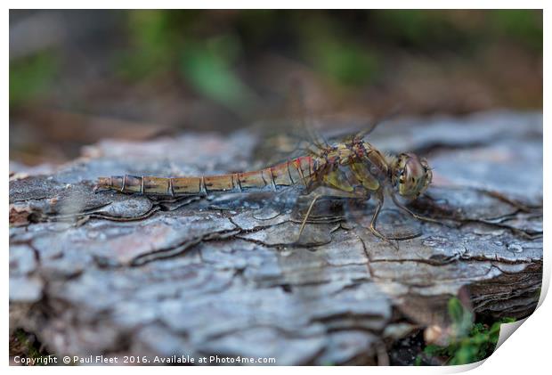 Resting Common Darter Dragonfly Print by Paul Fleet