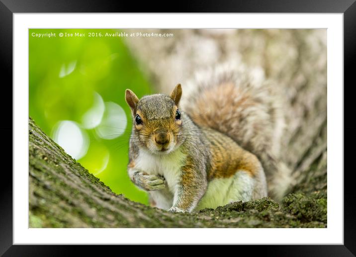 You Talkin To Me? Framed Mounted Print by The Tog