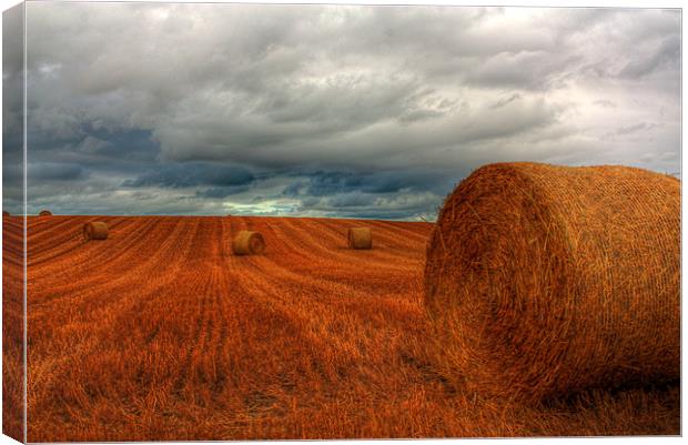 Bales after a Storm Canvas Print by Gavin Liddle