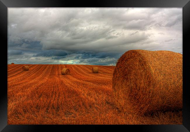 Bales after a Storm Framed Print by Gavin Liddle