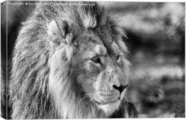 King Of The Jungle! Canvas Print by The Tog