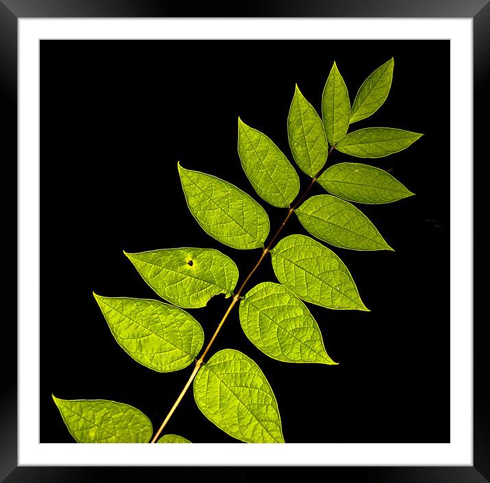 Plant leaf Imperfection Framed Mounted Print by K. Appleseed.