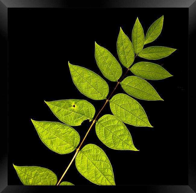 Plant leaf Imperfection Framed Print by K. Appleseed.