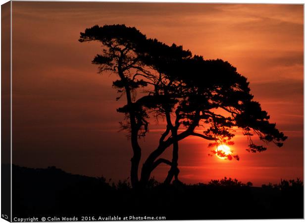 Tree at Sunrise Canvas Print by Colin Woods