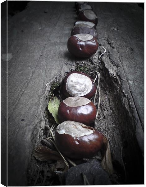 Horse chestnut seeds, Conkers, Canvas Print by K. Appleseed.