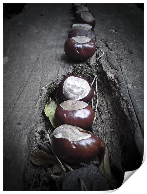 Horse chestnut seeds, Conkers, Print by K. Appleseed.