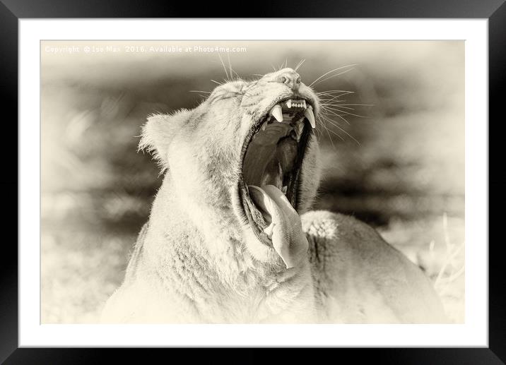 Open Wide! Framed Mounted Print by The Tog