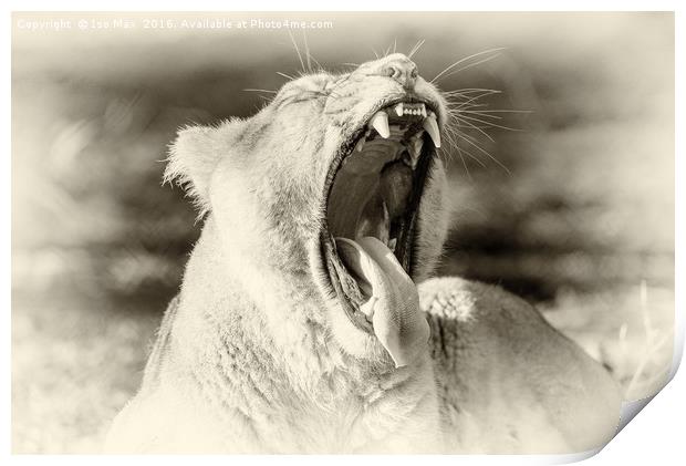 Open Wide! Print by The Tog