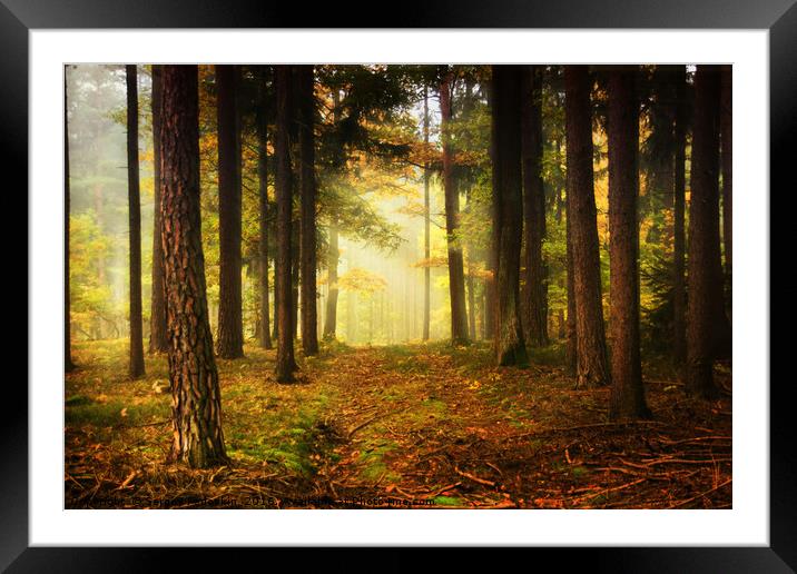 Evening in autumn Bohemian forest. Framed Mounted Print by Sergey Fedoskin