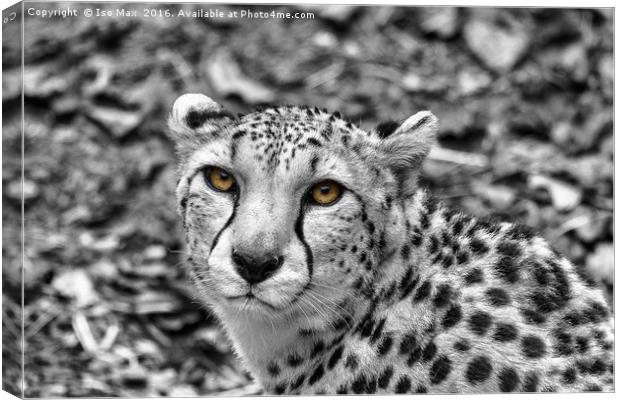 Hungry Eyes! Canvas Print by The Tog