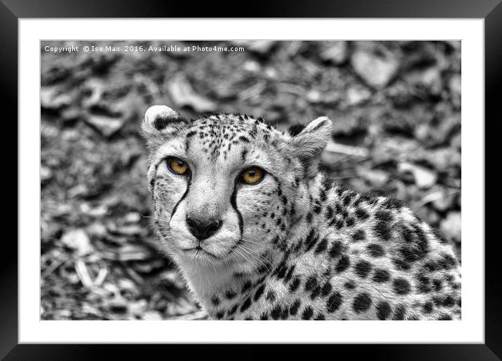Hungry Eyes! Framed Mounted Print by The Tog