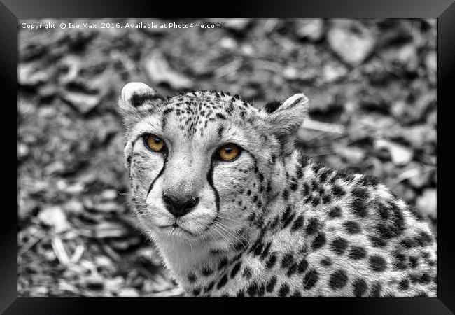 Hungry Eyes! Framed Print by The Tog