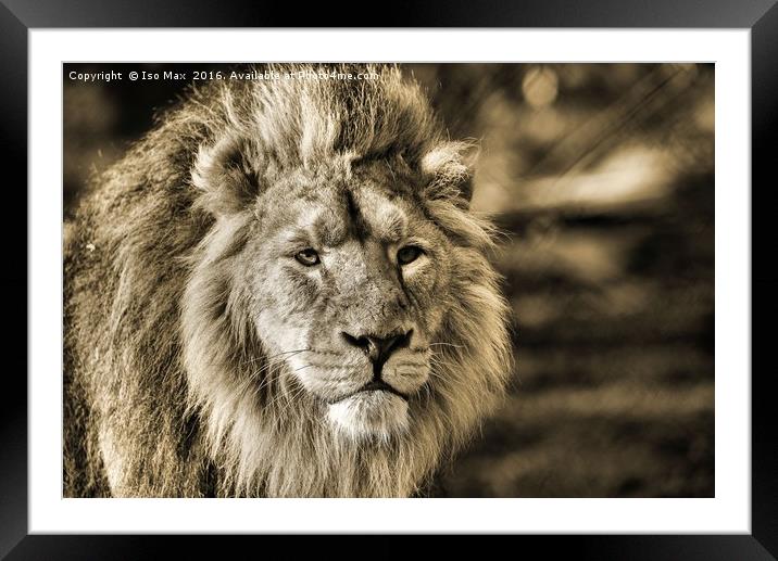 Pride! Framed Mounted Print by The Tog
