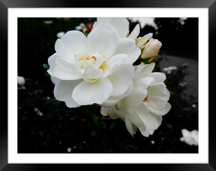 White Petals Framed Mounted Print by Jane Metters