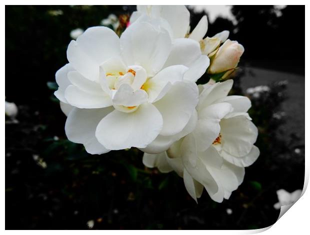 White Petals Print by Jane Metters