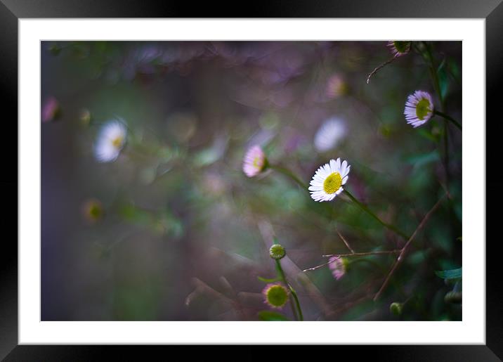 Mexican Daisies, Torre Abbey Framed Mounted Print by K. Appleseed.