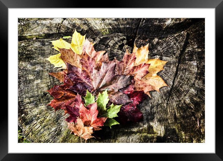 Love Autumn Framed Mounted Print by Steve Morris