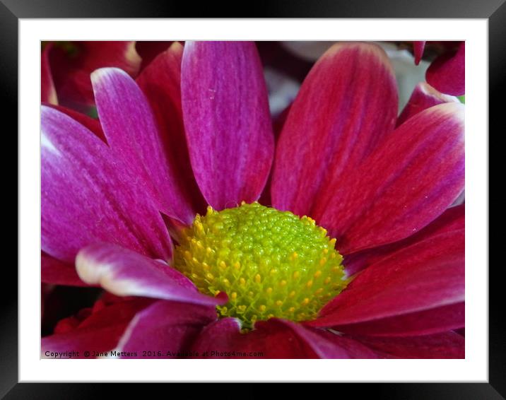     Centre Of The Flower                           Framed Mounted Print by Jane Metters