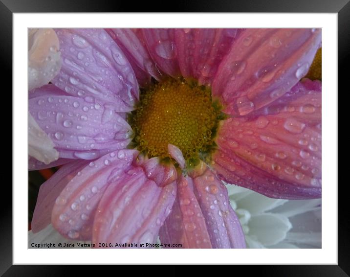 Lilac Petals                 Framed Mounted Print by Jane Metters