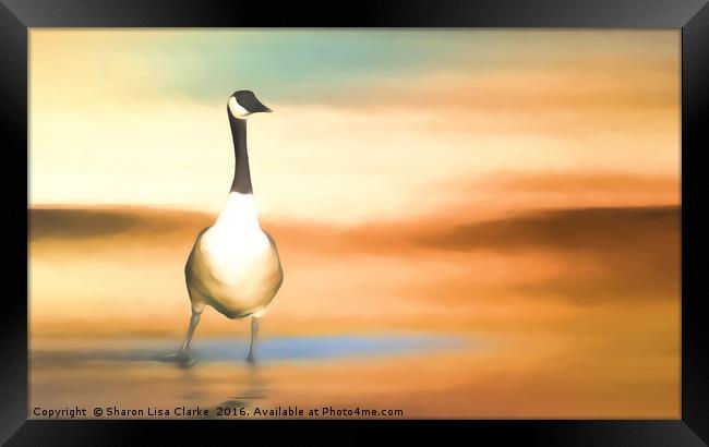Canada Goose Framed Print by Sharon Lisa Clarke