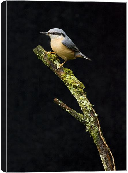 NUTHATCH Canvas Print by Anthony R Dudley (LRPS)