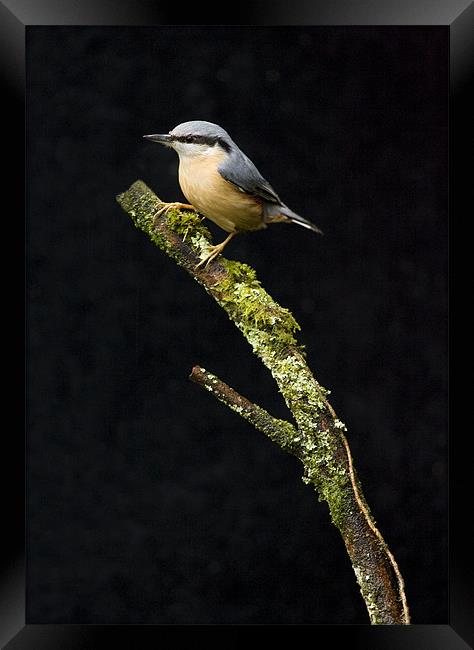 NUTHATCH Framed Print by Anthony R Dudley (LRPS)