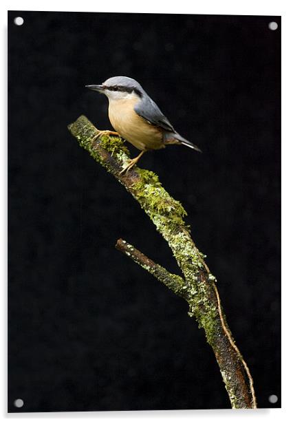 NUTHATCH Acrylic by Anthony R Dudley (LRPS)