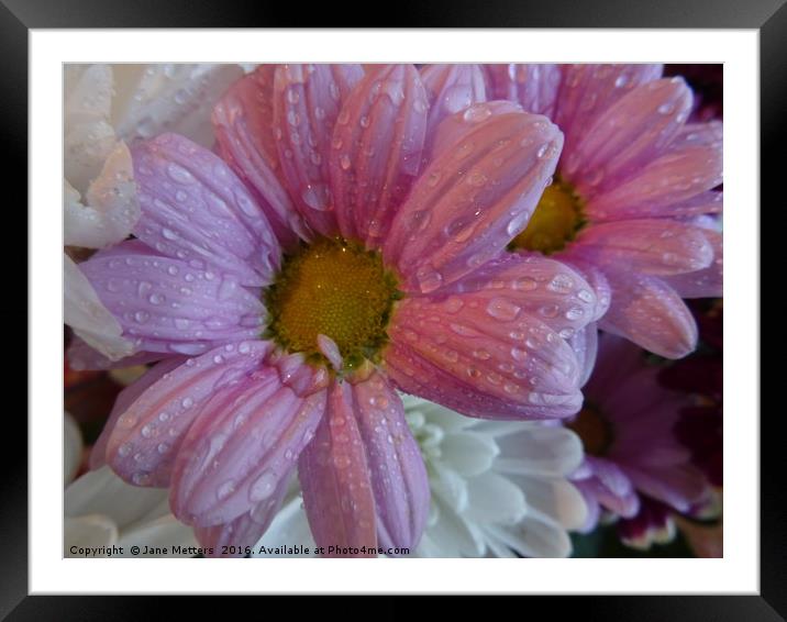      A Splash Of Lilac                           Framed Mounted Print by Jane Metters