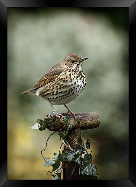 SONG THRUSH Framed Print by Anthony R Dudley (LRPS)
