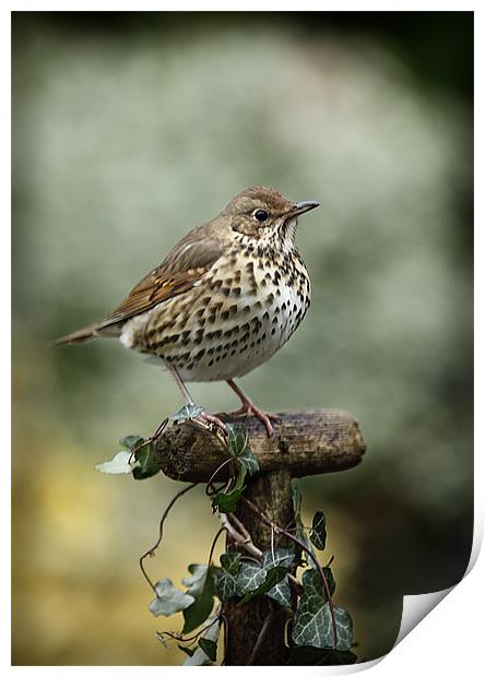 SONG THRUSH Print by Anthony R Dudley (LRPS)
