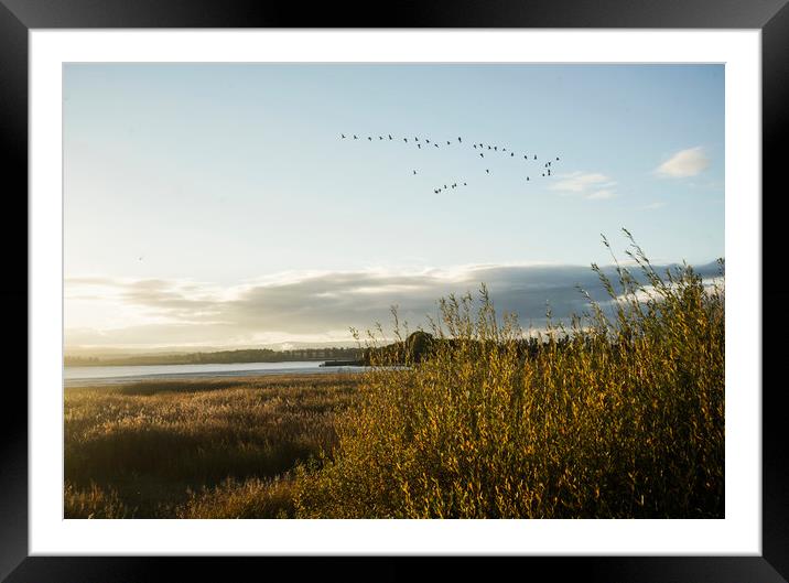 Goose fly by Framed Mounted Print by Garry Quinn